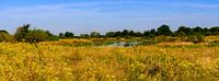 Panoramic photo of a Dutch Nature Reserve in Summer with Yellow Wildflowers and Wooded Banks