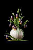 Fritillaria