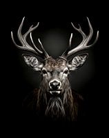 dramatic portrait of a red deer with large antlers
