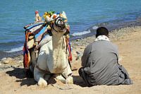 Homme avec le chameau