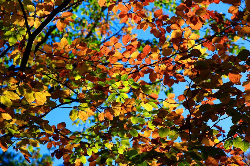 Buche von Thomas Jäger