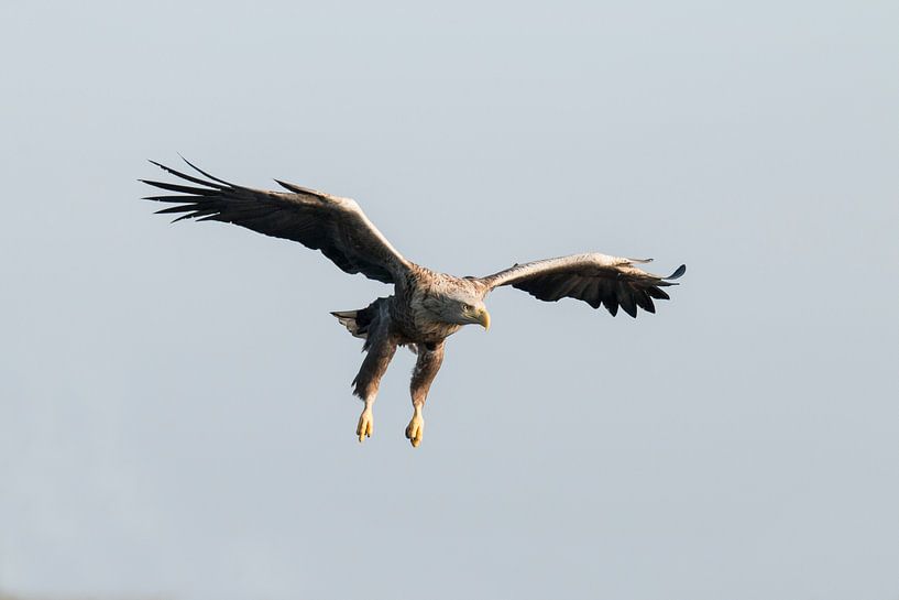 White Tailed Eagle by Gert Hilbink