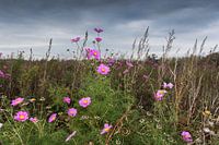 Fleurs d'automne dans le polder