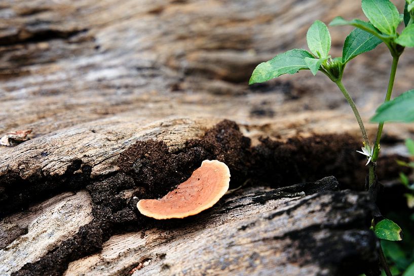 Orangefarbene Pilze auf verrottendem Totholz von Frank Photos