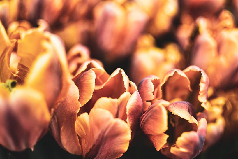 orangene Tulpen von Nadine Rall