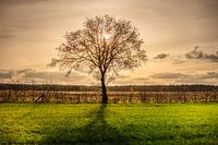 Der einsame Baum auf der Bleicherheide in der Abendsonne.