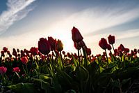 Dutch tulips in a bulb field