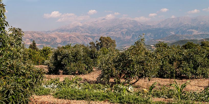 Sinaasappelboomgaard Kreta von Bob de Bruin
