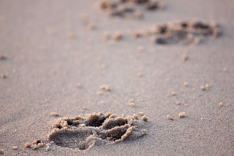 Empreintes de pattes dans le sable par Ramon Bovenlander