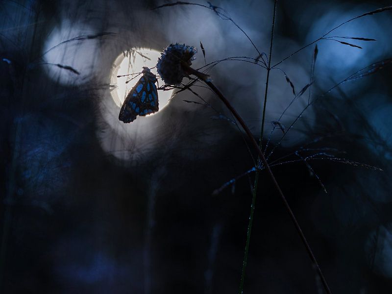 Fritillary, Aufwärmen von peter reinders