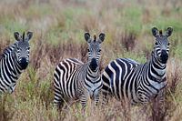 3 zebra's