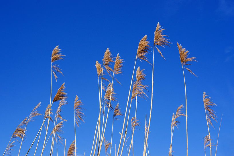 Rietpluimen tegen een strak blauwe lucht by Alice Berkien-van Mil