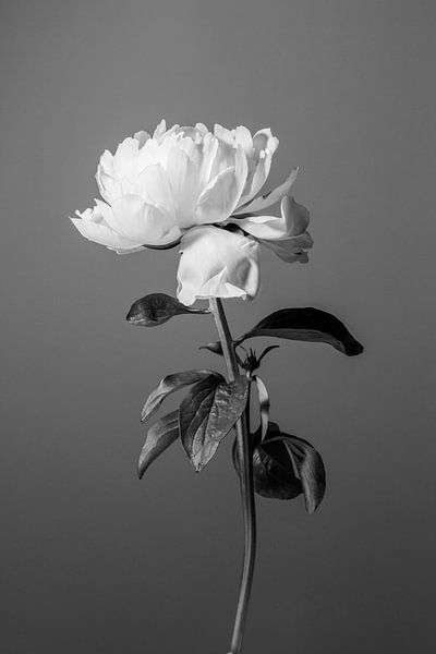 Peony BW by Pictufy Studio III