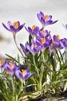 Die ersten Krokusse im Garten