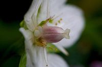 Die Blume aus einer anderen Perspektive