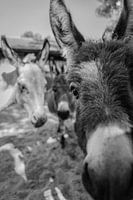 Curious donkeys