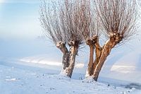 L'hiver dans l'Alblasserwaard
