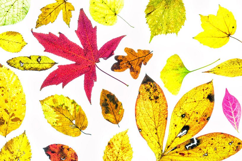 Buntes Herbstlaub mit weißem Hintergrund von Carola Schellekens