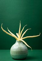 Butter beans in a vase