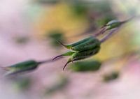 Capsule de graines d'ancolie