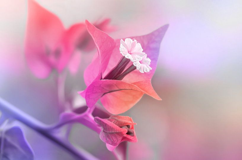 Bougainvillea by Violetta Honkisz