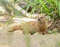 aufmerksame Vosmangoose