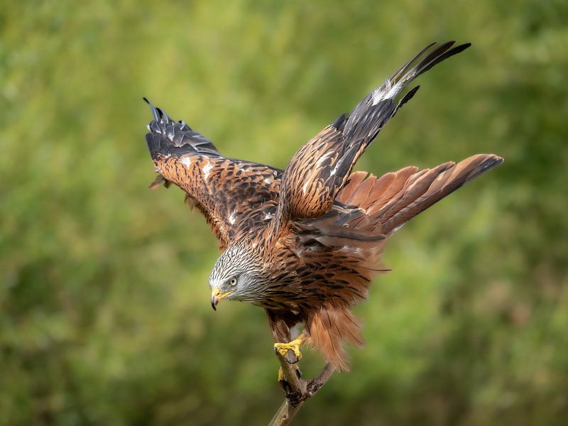 Rotmilan, Rotmilan. von Suzan Brands