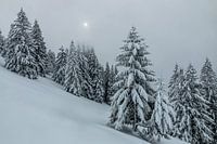 Winterlicht in der Chartreuse