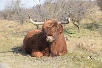 Scottish Highlander