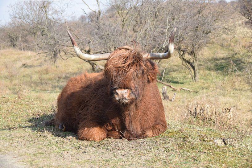 Schottischer Highlander von Niendem