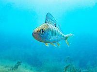 Perche en eau peu profonde