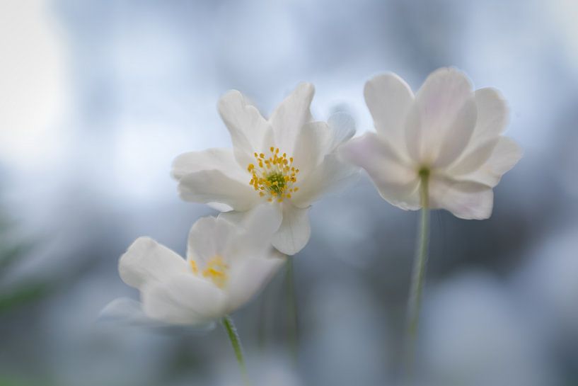 Wood anemones in blue light. by Patricia van Kuik