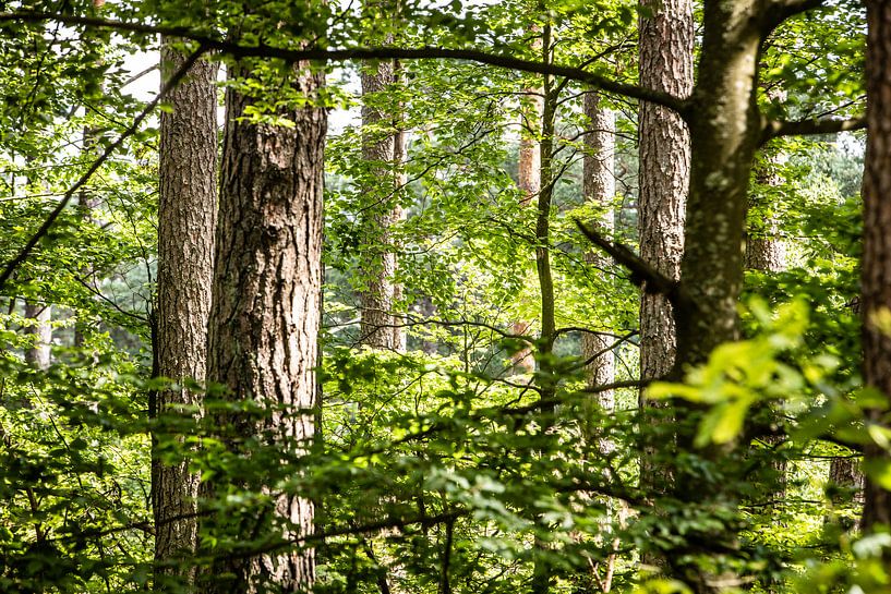 durch den Blick zwischen den Bäumen kann man den Wald sehen von Eric van Nieuwland