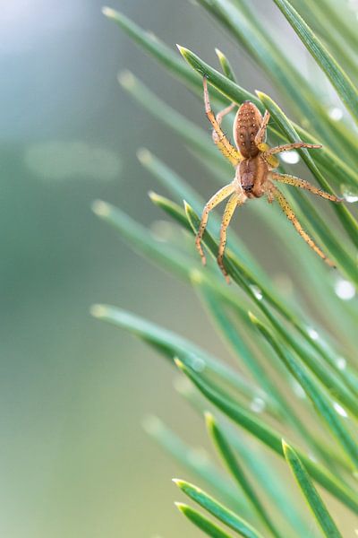Spin met dauw van Kim van Dijk