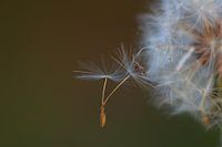 Fruchtflaum Löwenzahn