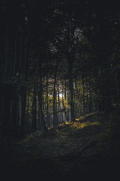 Forest clearing by Sebastian Witt