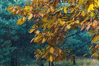 Limburg "het Herfstblad"