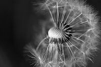 Uitgebloeide paardenbloem / paardebloem