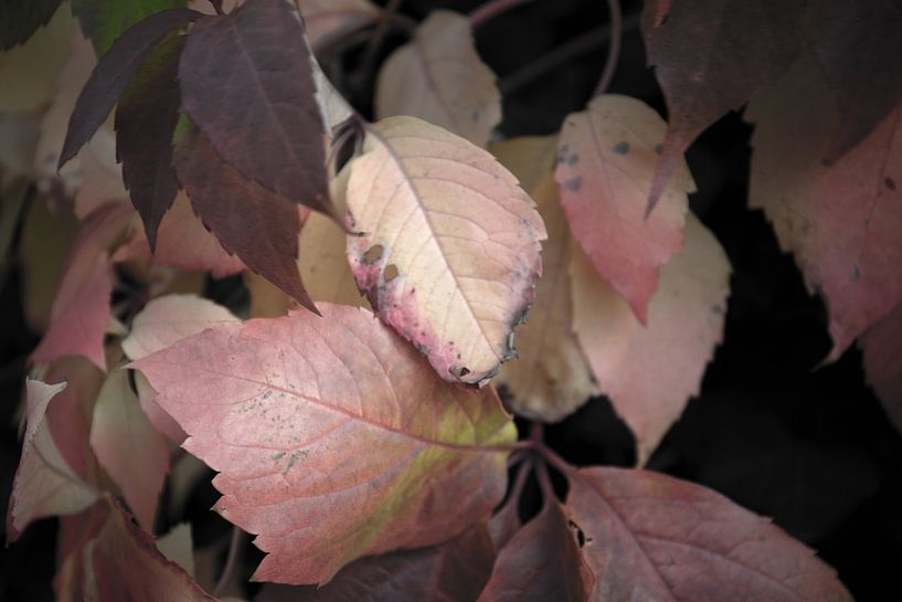 The colours of autumn in different splendours by Bianca Meyering Fotos - BMF