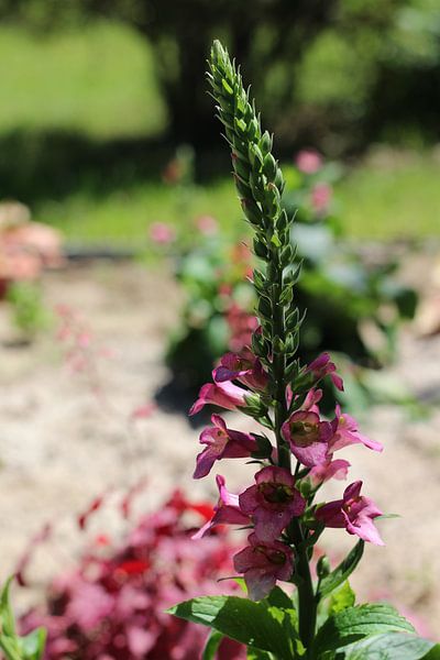 Une racine d'été par Marvin Taschik