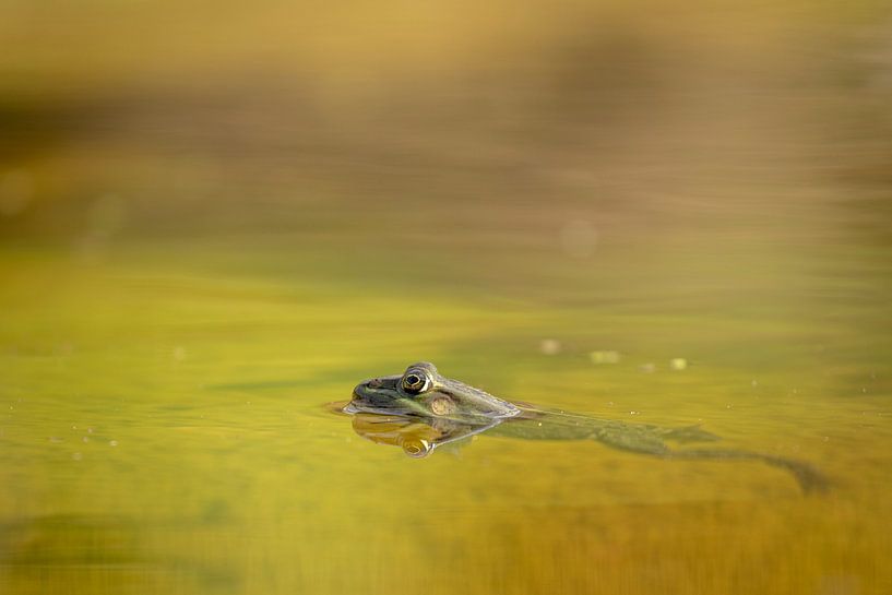 Frosch im Wasser von Tanja van Beuningen