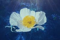 A Yellow Poppy heart under water