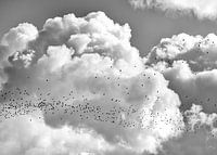 Bird migration