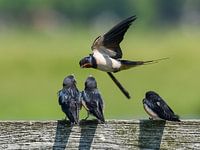 Fressende Schwalbe mit Jungen / Fressende Schwalbe