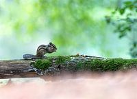 Écureuil terrestre de Sibérie