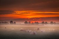 Sheep in the mist
