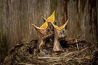 Drei hungrige Schnäbel