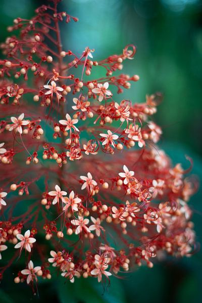 Cute little flowers by Ellis Peeters