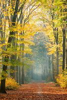 Goldene Farben und Nebel in einem Herbstwald
