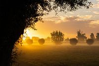 Foggy morning Opwierde Appingedam 1